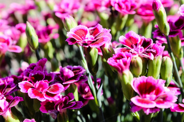 Wall Mural - Floral background made of blooming pink garden carnation. Macro view of purple blossom bush.Small beautiful flowers.  Springtime and summer concept. Gardening, floristry. Space for text. 