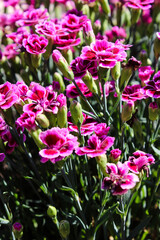 Wall Mural - Floral background made of blooming pink garden carnation. Macro view of purple blossom bush.Small beautiful flowers.  Springtime and summer concept. Gardening, floristry. Space for text. 