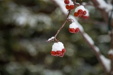 Snow Covered Red Berries On A Tree