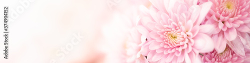 Obrazy różowe  natura-rozowego-kwiatu-w-ogrodzie-przy-uzyciu-naturalnej-strony-tytulowej-jako-tla