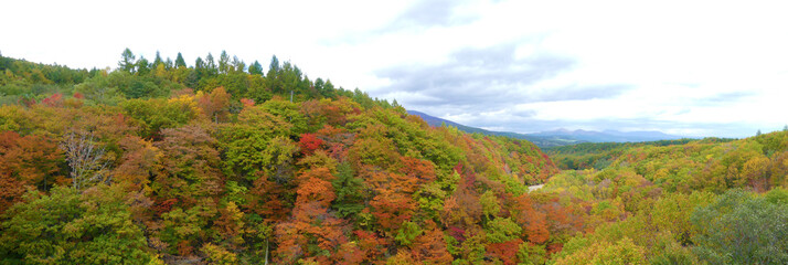 Panarama yellow and red leaves in autumn, Hachimantai, Iwate, Japan