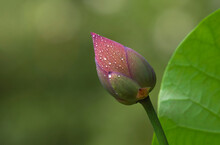 Royal Lotus Flower On Green Background