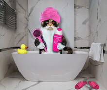 A Multi Colored Cat With A Pink Towel Around Its Head Is Taking A Bath At The Hotel.