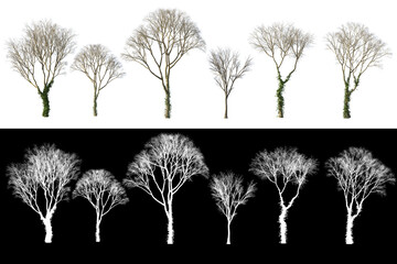 Trees collection without leaves isolated on white background with alfa channel. Autumn dry tree silhouettes , dead leafless bare trees with ivy, 3D design elements for botanic decor art illustrations
