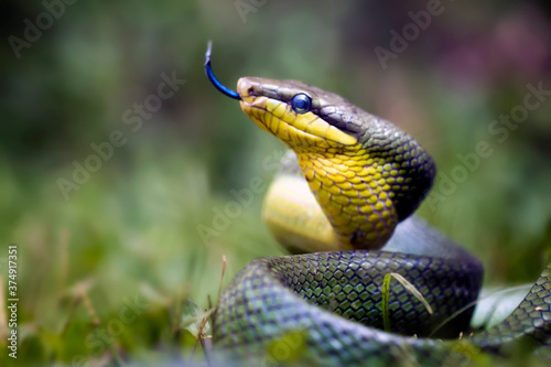 Fotomural Gonyosoma Oxycephala, Javanese Green Snake - Amazing Animal Reptile Photo Series