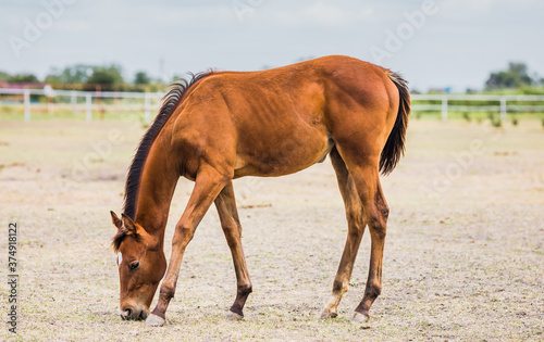 Cuadros en Lienzo Brown stallion grazes in the meadow