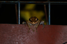Close-up Of A Frog On Trellis