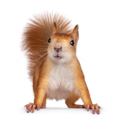 Fototapete - Red Japanese Lis squirrel, standing facing front on edge. Tail up in typical squirrel position. Looking very curious towards lens. Isolated on white background.