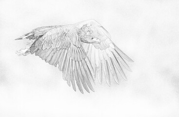 Wall Mural - White tailed eagle (Haliaeetus albicilla) - sketch