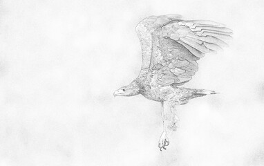 Wall Mural - White tailed eagle (Haliaeetus albicilla) - sketch