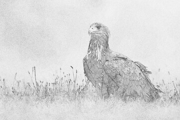 Wall Mural - White tailed eagle (Haliaeetus albicilla) - sketch