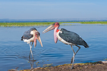 Wall Mural - Marabou Stork (Leptoptilos crumeniferus), Awasa harbor, Ethiopia