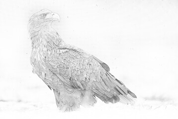 Wall Mural - White tailed eagle (Haliaeetus albicilla) - sketch