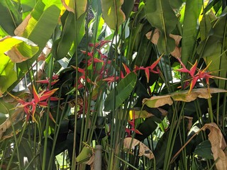 Bird of paradise flowers at botanical garden in Manila, Philippines.