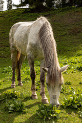 Horses grazing in Himalayas mountains