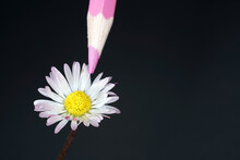 Closeup Of A Daisy Flower With A Pink Pencil On A Dark Background