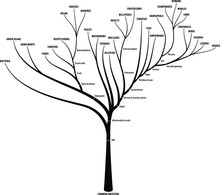 The Evolutionary Tree Of Life Showing Diversification, Branching And Key Characteristics Of Each Branch.
