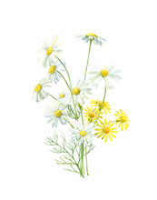 Watercolor Bouquet Of White And Yellow Daisies