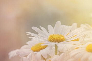 Abstract spring floral background for design. White daisies macro photo in the sunlight.