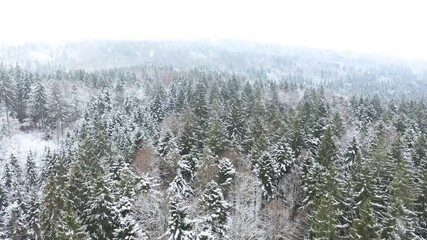 Wall Mural -  Flying above snowy forest during snowfall. Aerial view.