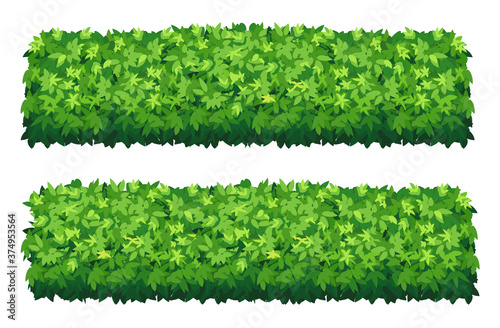 Cuadros en Lienzo Vector garden bush isolated shrub hedge