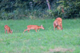 Fototapeta  - Mom doe with two young fawn grazes on the grass at sunset