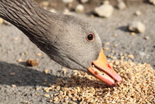 Close Up Photo Of Goose