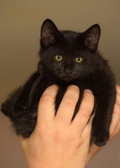 black cute kitten in hands close up