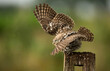 © RooM The Agency - Owl standing on a wooden post in the rain, Indiana, USA