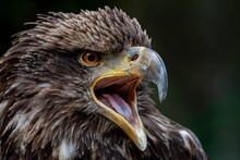 Portrait Of A Juvenile Bald Eagle, Canada