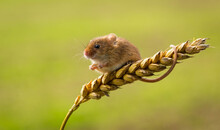 Harvest Mouse Climbing On An Ear Of Wheat In A Field, Indiana, USA