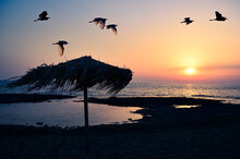 Silhouette Of Birds Flying Over A Parasol On The Each, Greece