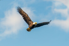 Bald Eagle In Flight, Canada