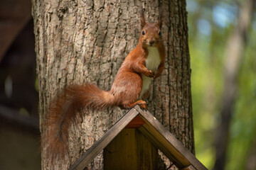 big red squirrel on a tree