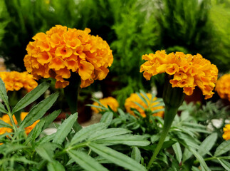 Naklejka na meble splendid orange tagetes and greenery