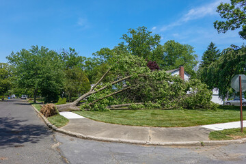 Wall Mural - A tree uprooted during a storm lays across the sidewalk and lawn in front of a house