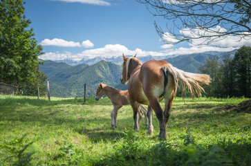 Wall Mural - Mare and foal in the mountains meadow