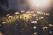 © Rachel Bellinsky/Stocksy - White spring daisies in rays of late afternoon sunlight