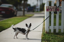 A Dog Leashed To A Picket Fence With Beware Sign