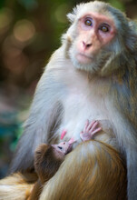 Baby Macaque Monkey Breast Feeding