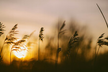 Tall Grass By The Sea At Sunset In Norfolk, England