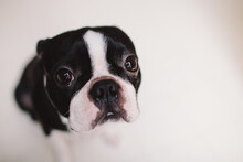 Close Up Of A Boston Terrier's Face Looking Into The Camera On A White Background.