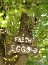 Fresh Eggs Sign On Tree