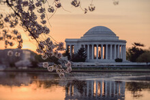 Cherry Blossoms And The Jefferson Memorial Tilt Shift