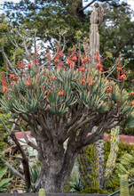 Aloe Plant In Bloom. Spectacular Tall Bright Orange Tubular Flower Spikes Of An Aloe Succulent Species In  Bloom Are Decorative And Long Lasting