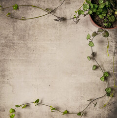 String of hearts plant in plastic pot shot from above on grungy surface. Botanical background. Top view, flat lay, copy space.