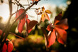 © Claudia Lommel / Creative Studio/Stocksy - The Sun Shining Through Red Vine Leaves