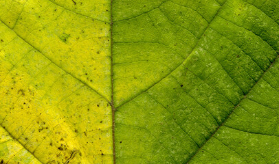 Broussonetia papyrifera leafs surface at extreme close-up