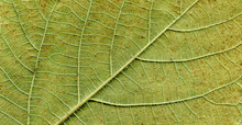Broussonetia Papyrifera Leafs Surface At Extreme Close-up