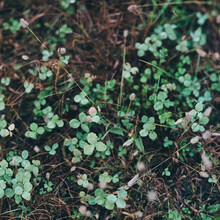 Overhead Shot Of Clovers Growing Amongst Withered Twigs